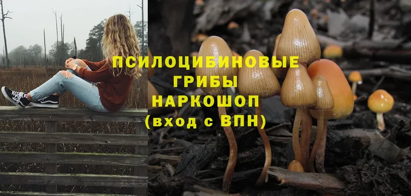 Галлюциногенные грибы Psilocybe  купить   Ржев 